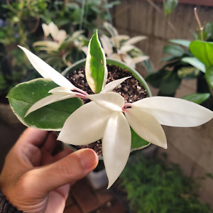 Hoya Tricolor Carnosa Krimson Queen Live Plant 4" Pot or Hoya Wax Houseplant