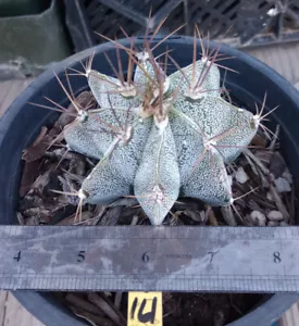Astrophytum ornatum Heavy White Flecking Fresh Specimens Cactus 161 - Picture 1 of 3