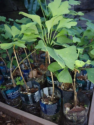 LIVE PLANT Ginkgo Biloba plant,2 y.o., oldest tree in the world. Split leaf.