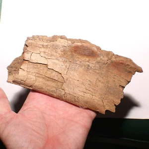 Torosaurus Rib Section - Dinosaur Fossil Hell Creek Formation - Cretaceous - Picture 1 of 10