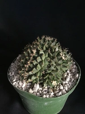 Cactus racimo crestado Obregonia denegrii WOW Raro Foto 1 de 4