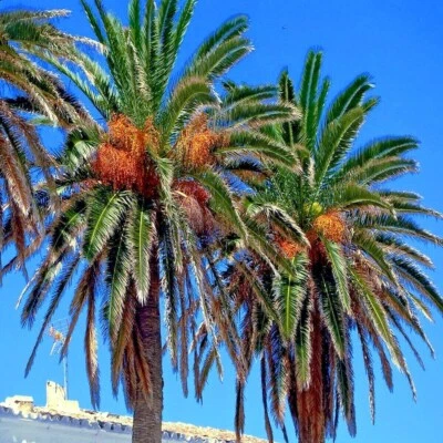 20 Date Palm Tree Seeds (Phoenix dactylifera) Edible Fruit Plant Hardy to Zone 8 - Image 1 of 4