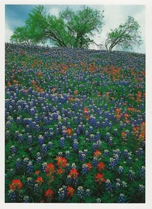 Postcard Texas Bluebonnets and Paintbrush Wildflowers in Hill Country MINT - Picture 1 of 1