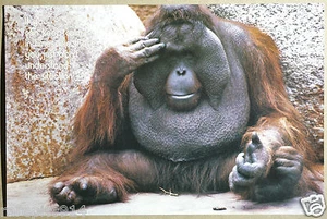 Póster fotográfico de los derechos de los animales de orangután de Ric Clark formulario 1976 - Imagen 1 de 1