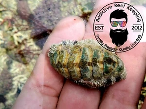 Fuzzy Chiton Green Hair Algae Eater Saltwater Marine Invertebrate - Picture 1 of 1