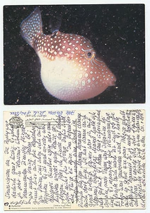 20549 - Kugelfisch - alte saudi-arabische Ansichtskarte - Bild 1 von 1