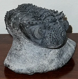 HUGE Rare Moroccan Pre Dinosaur Fossil TRILOBITE DROTOPS MEGALOMANICUS 5+ IN!! - Picture 1 of 17