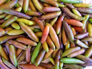 NATIVE CAVIAR LIME PLANT-HEIRLOOM VARIETY-POPULAR GARDEN FRUIT TREE SHRUB - Picture 1 of 11