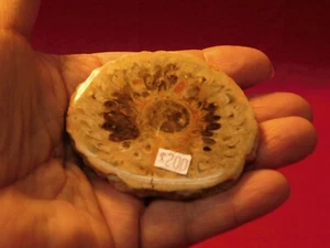 Fossil Pinecone Slab full round polished - Picture 1 of 13