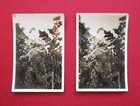 CAVANDERS PAIR LARGE 1930 CAMERASCOPE SER 4 PEEPS INTO PREHISTORIC TIMES 17 L&R