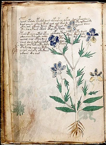 Voynich Manuscript Mysterious Ancient Flower/Plant Book - 17"x22" Fine Art Print - Picture 1 of 1
