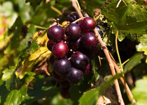 Black Fry Muscadine Grape Vine - Bare Root Live Plants - 2 Year Old Bare Root - Picture 1 of 2