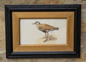 Antigua Acuarela Lapwing en Marco Ebonizado con Montaje de Madera Dorada Profunda - Imagen 1 de 7