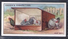 OGDENS-POULTRY REARING & MANAGEMENT 1922 (1ST)-#16- DUST BATH