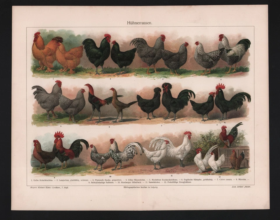 Chromo-Lithografie 1909: Hühner-Rassen. Langschan Minorka Ramelsloher - Bild 1 von 1