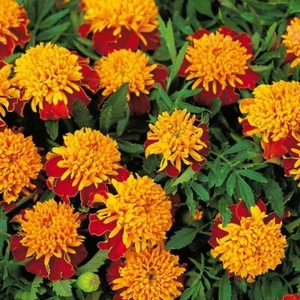 Marigold (Tiger Eyes) 240+ Seeds (Tagetes Patula) Instructions Included x - Picture 1 of 7