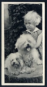 MALTESE CARRERAS 1936 ISSUE DOG & FRIEND SERIES OLD CIGARETTE CARD #9 - Picture 1 of 2