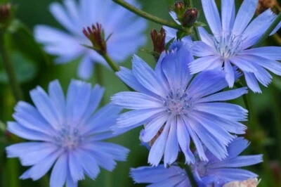 Chicory - 50 Plants Cichorium Intybus Perennial Bare Root Live Plant - Image 1 of 4