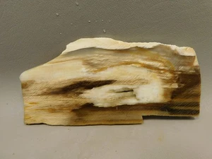 Petrified Sycamore Wood Lapidary Stone Slab Rough Rock Fossil #O2 - Picture 1 of 8