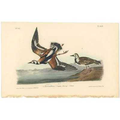 Audubon Birds Octavo 1st Ed 1840 h/c lithograph Pl 323 Turnstone - Image 1 of 2