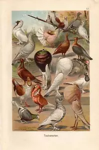 1899 MARTIN CHROMOLITHOGRAPH superb pigeons & doves - Picture 1 of 3