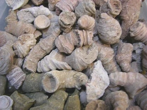 Horn coral agatized fossils  1-3 inch Africa Rugosa 2 pound lots free shipping - Picture 1 of 3