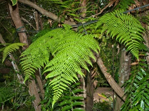 Rare fern spore for sale - Revwattsia fragilis (Dryopteris wattsii) - Bild 1 von 8