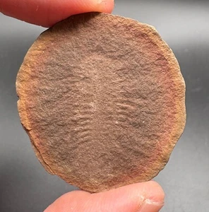 Fósil de gusano diente de bebé de 2,5 cm Hystriciola delicatula Mazon Creek Illinois - Imagen 1 de 4