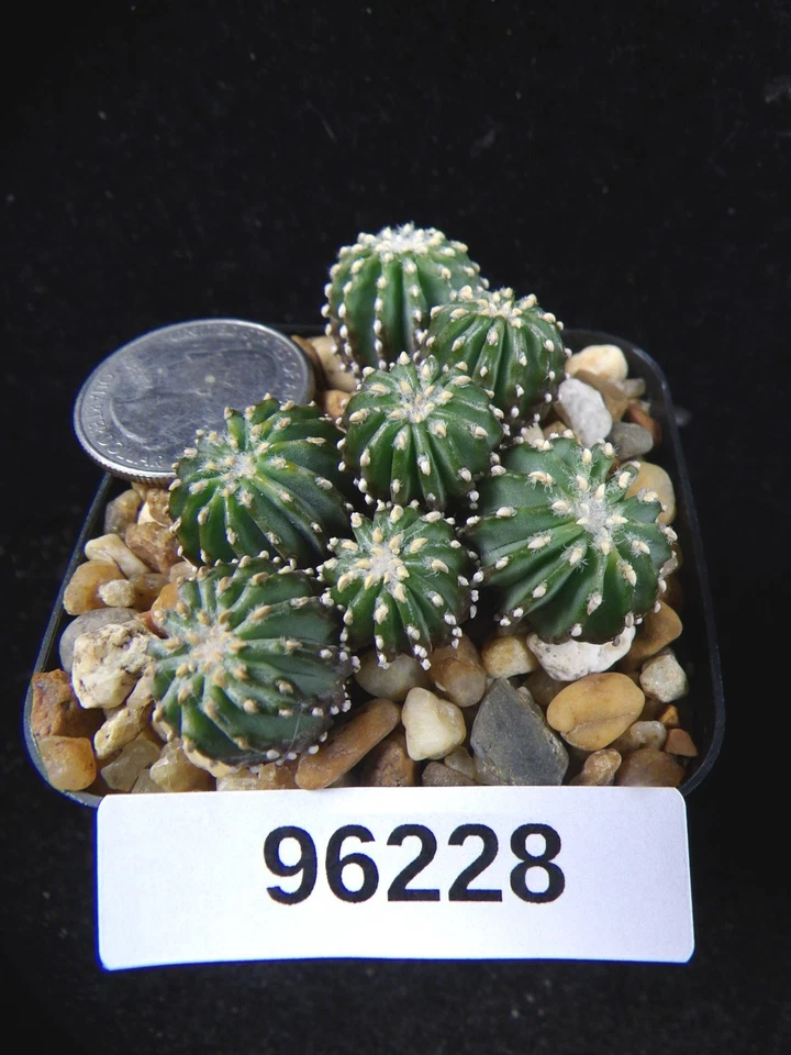 Geohintonia Mexicana 7 Rare Seedlings Live Cactus Cacti Succulent Plant 96228 - Image 1 of 1
