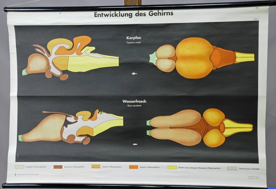 Cartel foto desmontable vintage gráfico de pared desarrollo cerebro carpa rana biología Foto 1 de 1