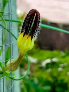 Pianta Tuber Ceropegia Arnottiana + Certificato Fitosanitario - Foto 1 di 6