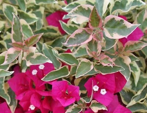 Bougainvillea - 'Raspberry Ice' - Picture 1 of 2