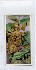 (Ja5619-100) Lambert & Butler,Wonders of Nature,Leaf Insects,1924#13