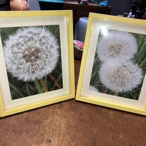 Two Yellow  Framed Photos Of Dandelions ￼11”x13” - Picture 1 of 6