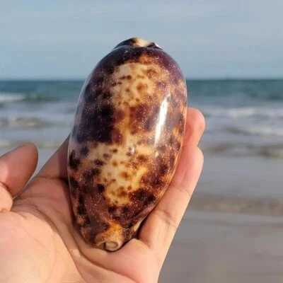 Large Turtle Cowry Natural Seashell Black-Tan Color Rare Real Beach Dec 4+" In - Image 1 of 3