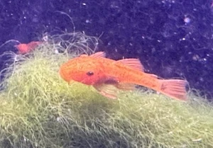 6 Super Red Bristlenose Plecos 1" pack of 6 Plecostomus - Picture 1 of 9