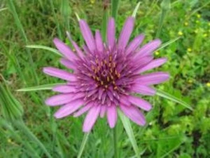 Haferwurz – Samen Nr.9135 - Bild 1 von 2