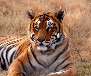 Foto Murale Da Parete-TIGRE A RIPOSO-(462V)-NON TESSUTO-Animale Carta da parati Panorama - Foto 1 di 1