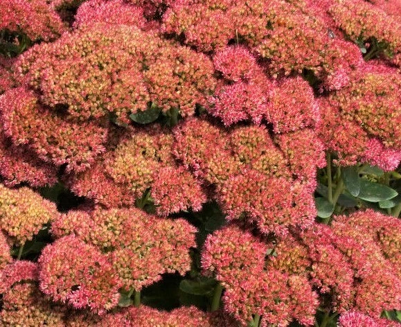 Autumn Joy Stonecrop RED SEDUM - Hardy Perennial - 1 Plant - Image 1 of 1