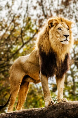 Дикий лев опасная природа большие животные картина печать настенное искусство - плакат 20 x 30 - Изображение 1 из 3