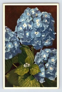 Postcard Hydragea Blue Flower Thor Gyger Stehli Series 1940s Unposted - Picture 1 of 2