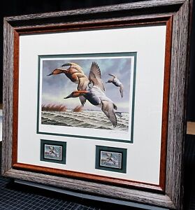 David Maass - 1982 Federal Duck Stamp Print With Stamps - Canvasbacks New Frame