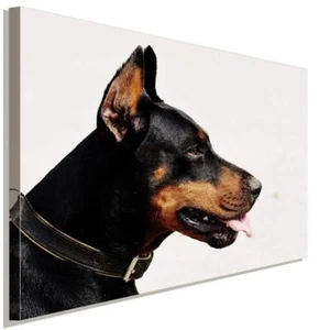 Doberman Hundeportrait AK Art Bilder Premium Kunstdruck Leinwandbilder Top XXL - Bild 1 von 5