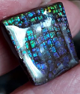 Ammolite  Ammonite Coated Stone 21.7x22x5.5mm 17637 - Picture 1 of 5