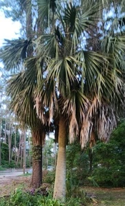 1 Sabal Cabbage Palm 5-9 Years Old Rooted Trees Florida Native+Healthy Root Ball - Picture 1 of 17