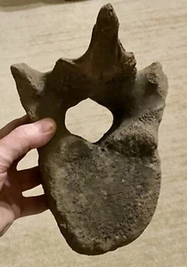 Ice Age Woolly M. Vertebra primigenius Not Mastodon V1 - Picture 1 of 3