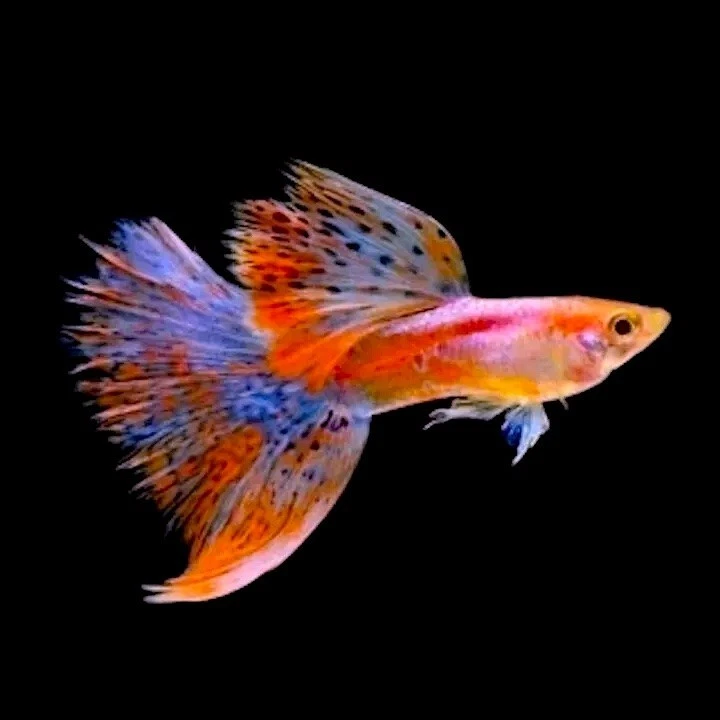 Guppy de hierba roja de alta calidad Foto 1 de 1