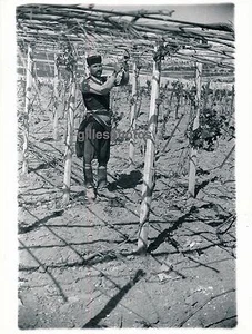 CNOSSOS c. 1950 - Bauern in den Weinbergen Kreta Griechenland - DIV615 - Bild 1 von 2