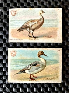 ARM & HAMMER GAME BIRD SERIE 2 CARTAS AZUL GRUESO #15 PINTAIL DUCK #26 - Imagen 1 de 2