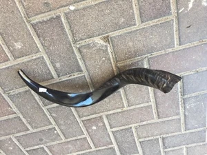 Shofar de cuerno kudu yemenita 22""-24"" nuevo kosher hecho en Jerusalén *Envío gratuito - Imagen 1 de 9